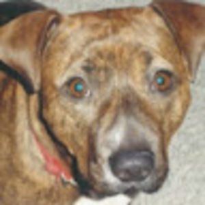 Meet your Posher, Dave